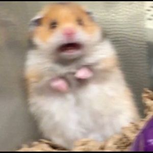 Meet your Posher, Sophie